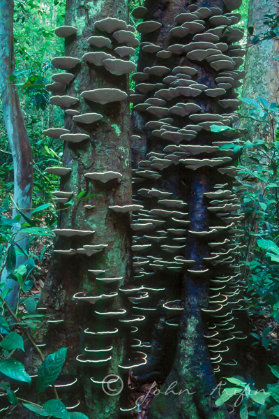 bracket fungi rainforest