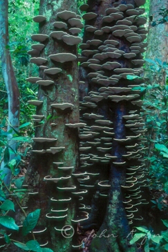Fungi Nature PHotography SIngapore--3