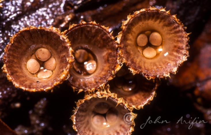 Fungi Nature PHotography SIngapore--4