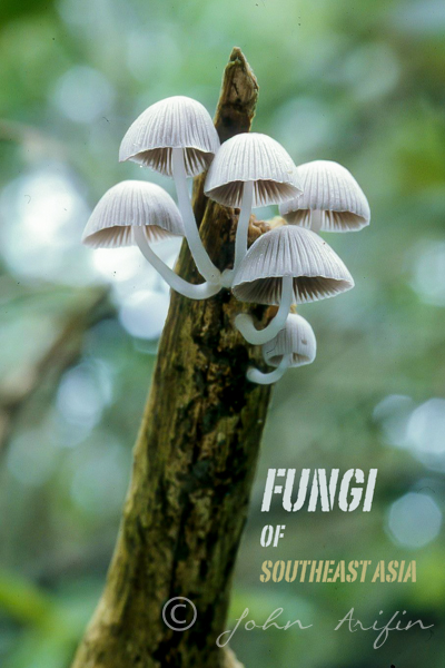 Photographing Fungi in Southeast Asia