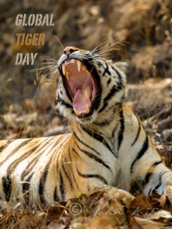 International Global Tiger Day