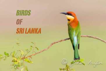 Bird watching, bird photography Sri Lanka