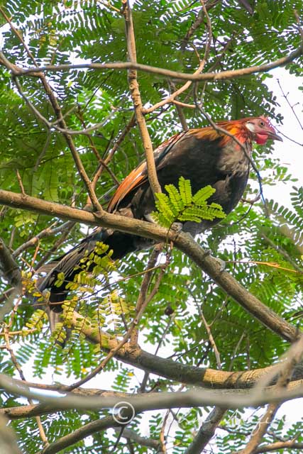 Red Junglefowl in Orchard Road, Singapore
