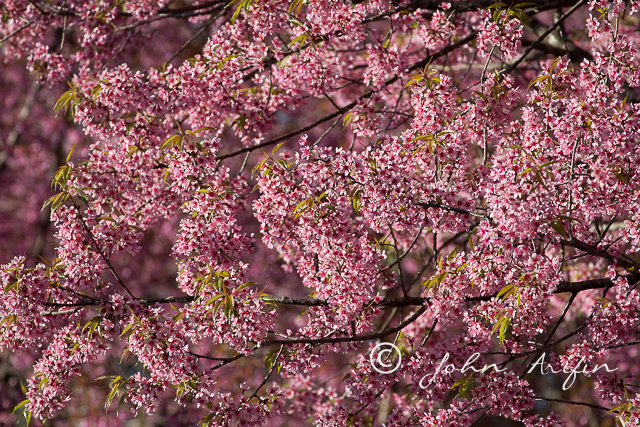 Cherry Blossom, North Thailand, Doi Inthanon, Doi Pha Hom Pok National Park 