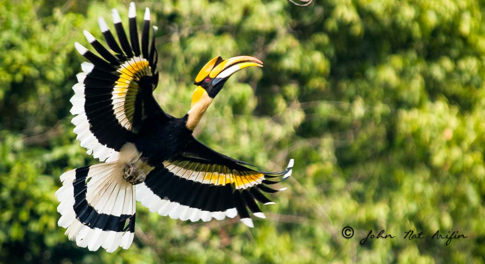 Great Hornbill Kaeng Krachan National Park Thailand